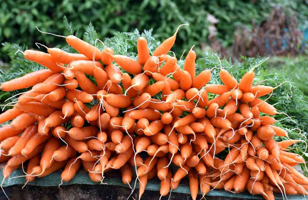 Harvest of Carrots.