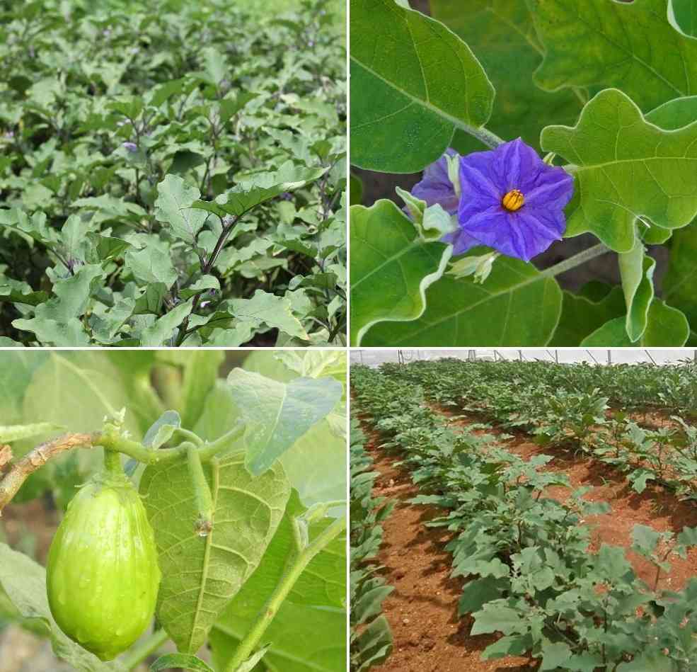 Questions about organic Brinjal farming.