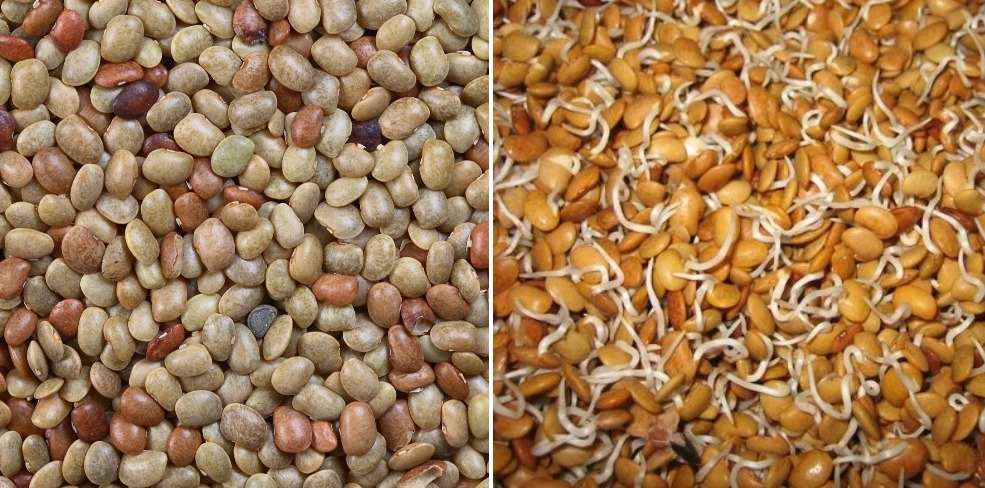 A guide to Horse gram seed germination.