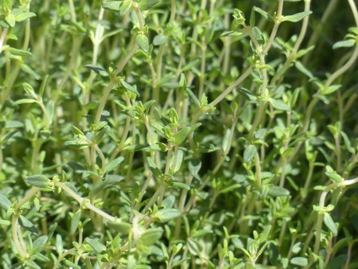 Growing Thyme medicinal plants hydroponically.