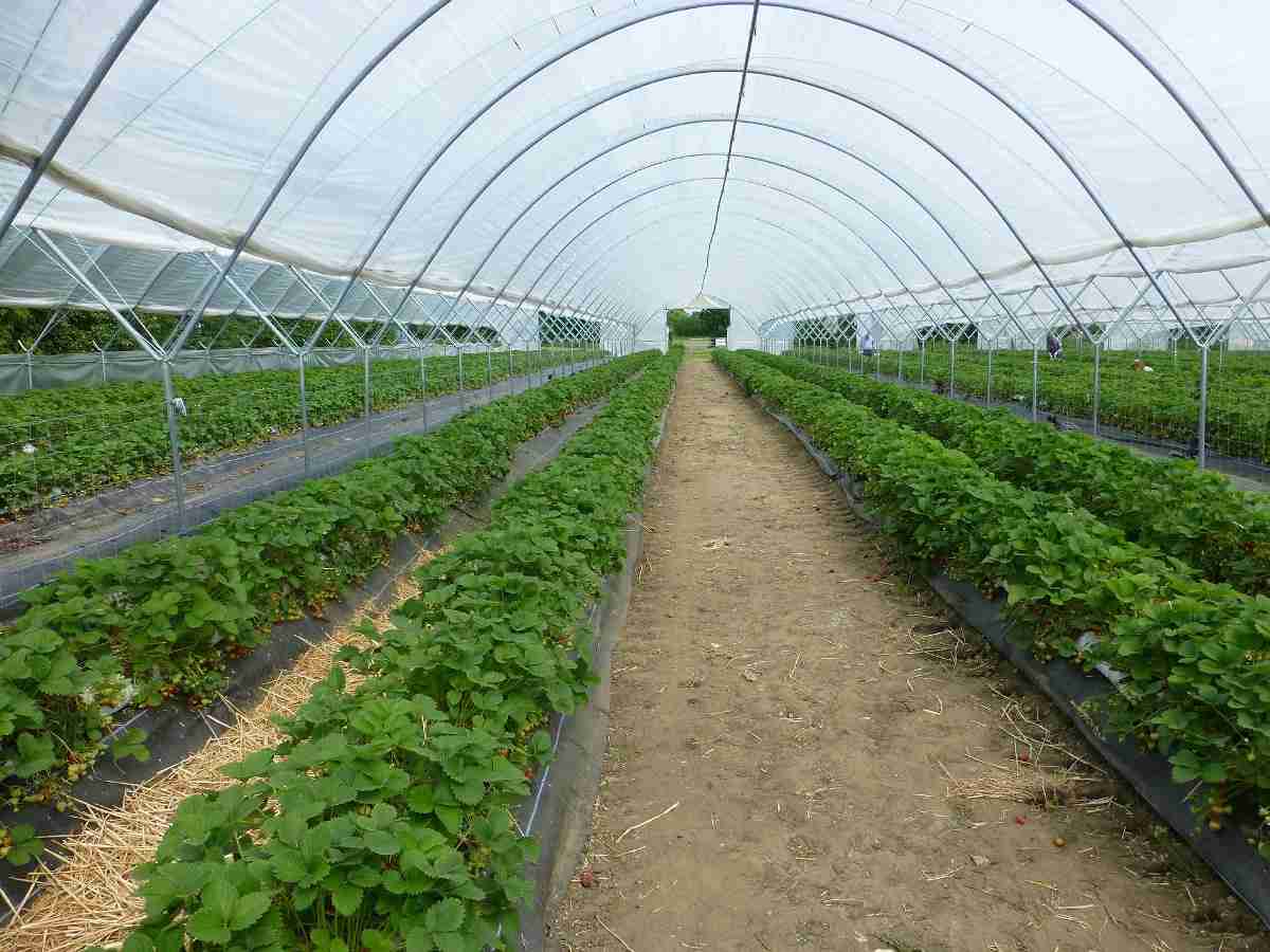 ممارسات الزراعة في المحاصيل البستانية
