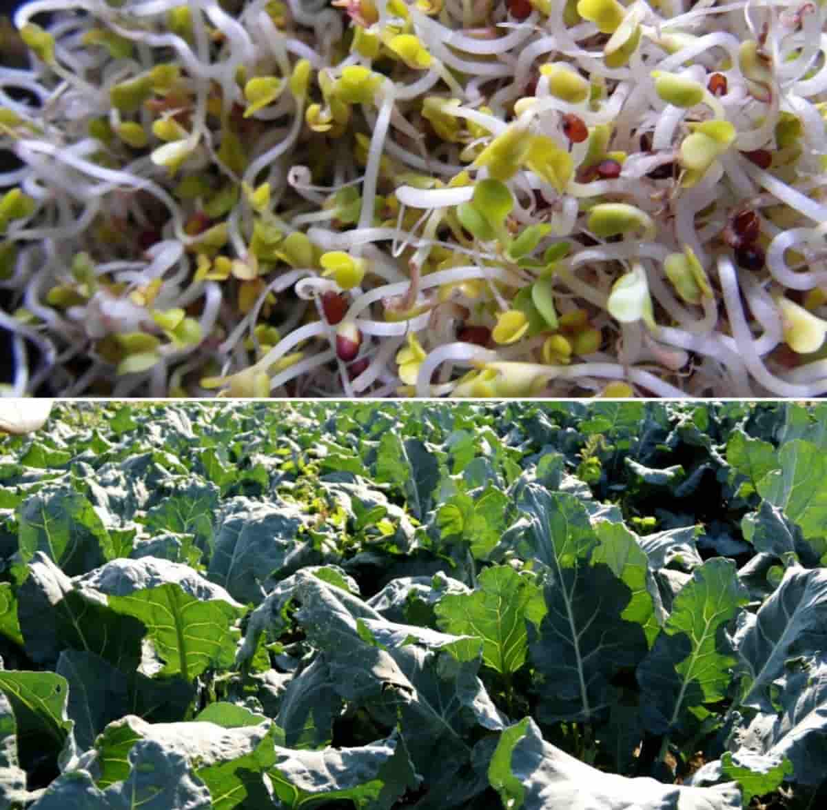 Una guía para el cultivo de brócoli orgánico.
