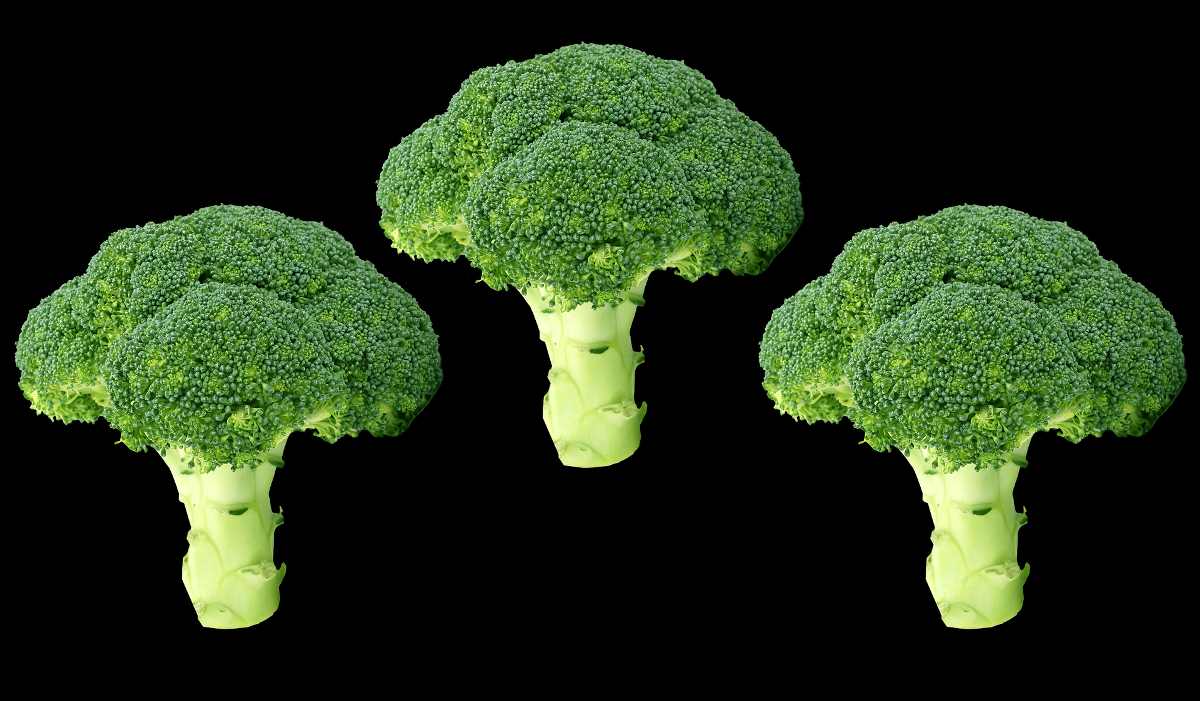 La distancia entre el brócoli.