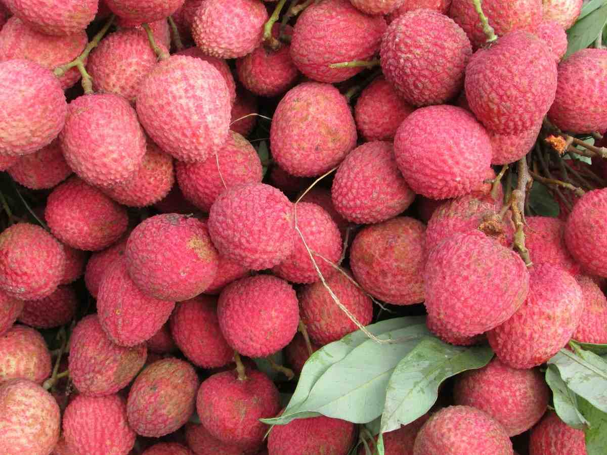 Lychee fruitS.