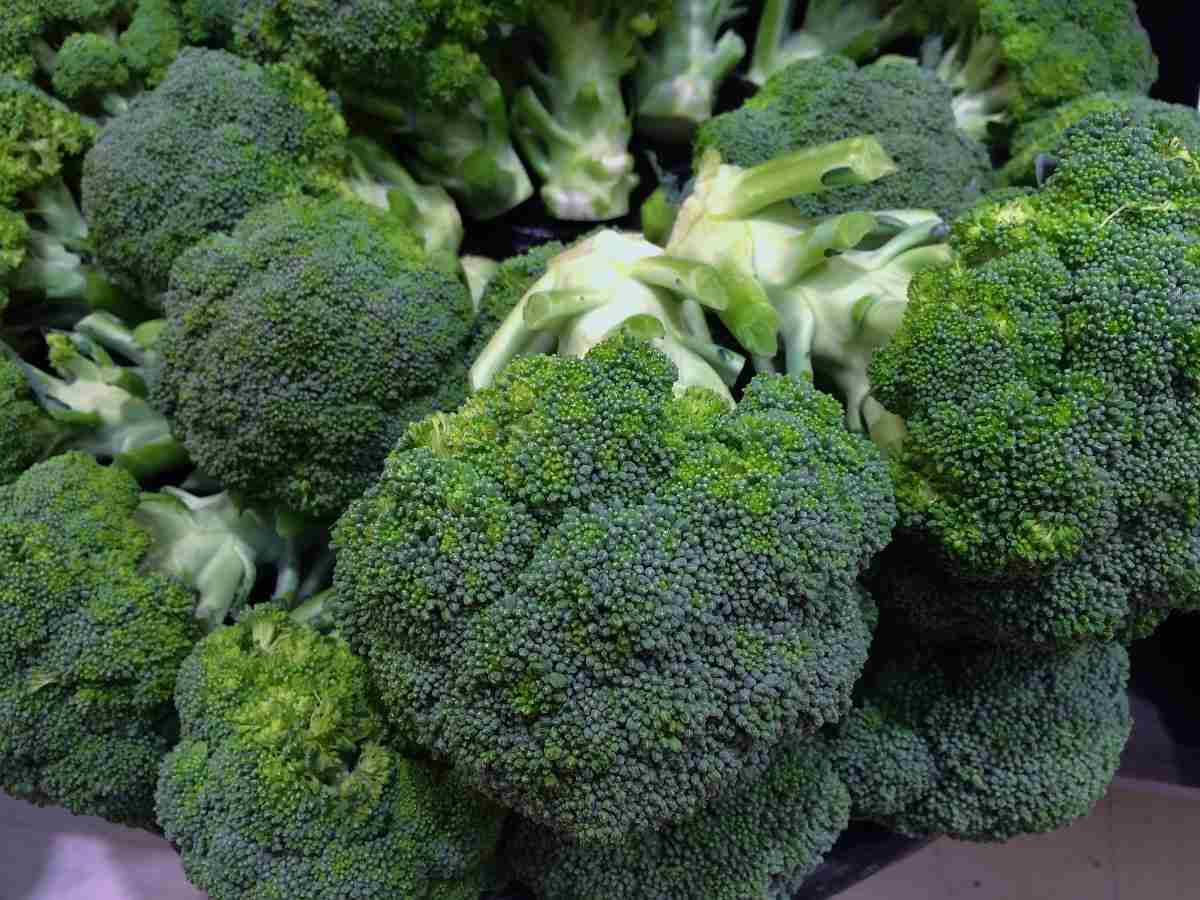 Harvested Broccoli.