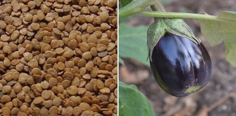 A guide to Brinjal seed germination.