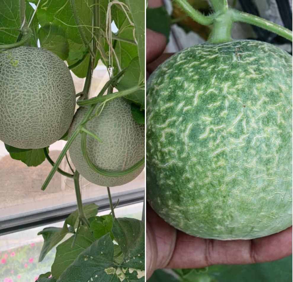 Conditions for growing muskmelon hydroponically.