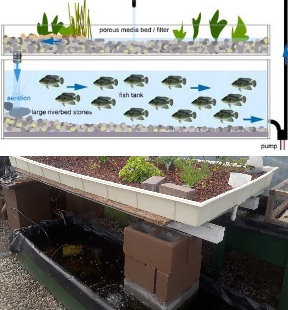 Tilapia Fish Farming in Aquaponics a Full Guide Agri