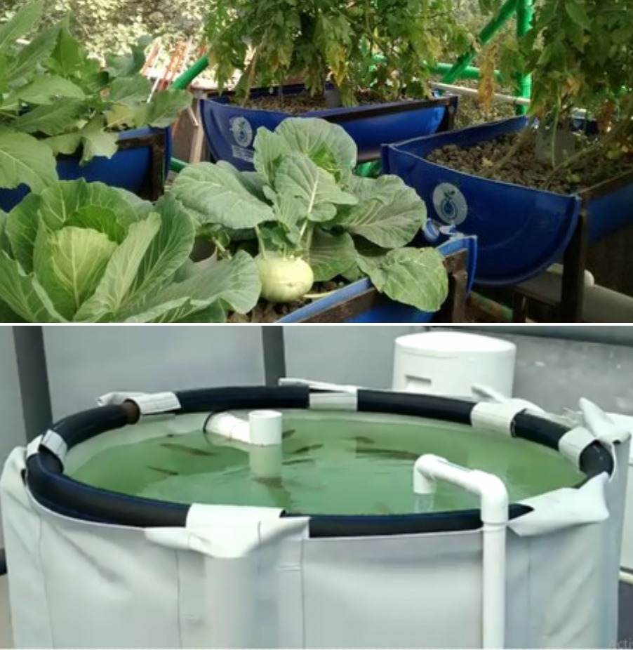 A guide to Aquaponic farming.