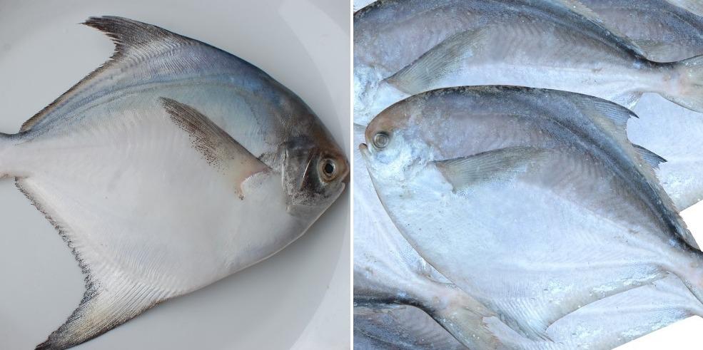 The cost of Pomfret fish.