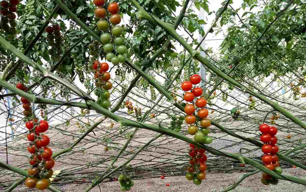 Preguntas sobre el cultivo de tomates.