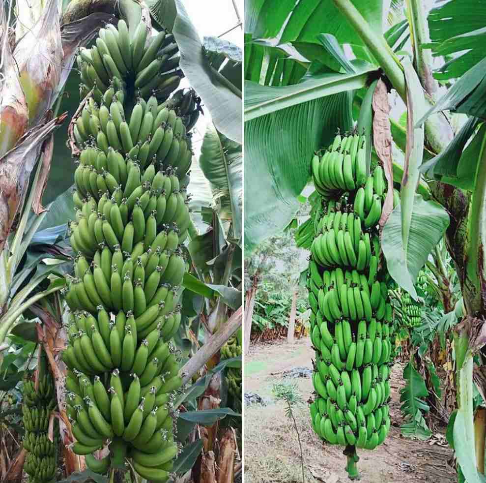 Soil requirement for organic Banana farming.