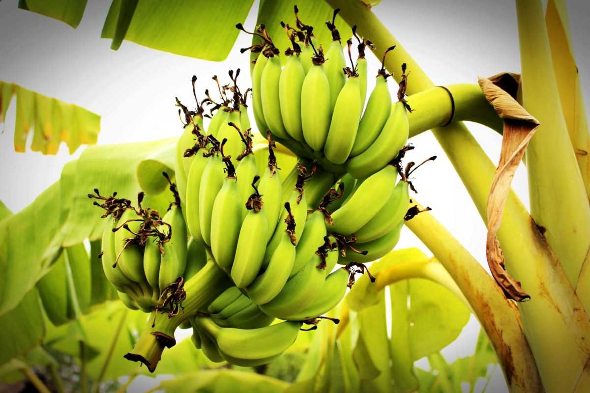 When to harvest Banana.