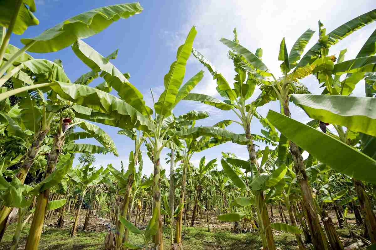 Questions about organic Banana farming.