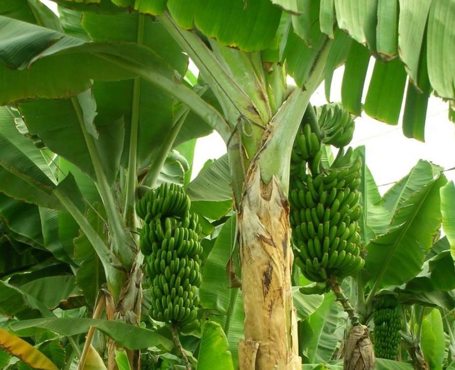 The process of organic Banana farming.