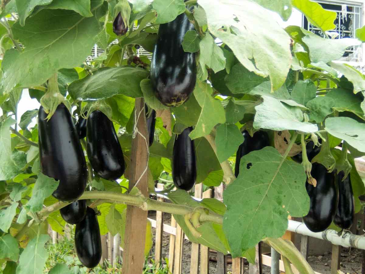 Questions about Brinjal Farming.