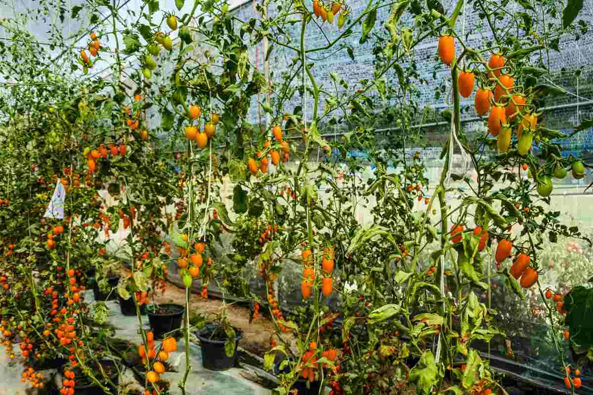 Cultivo de tomates en Polyhouse.