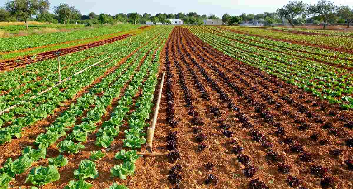 Lettuce field.