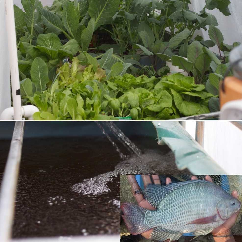 Advantages of Tilapia fish farming in aquaponics.