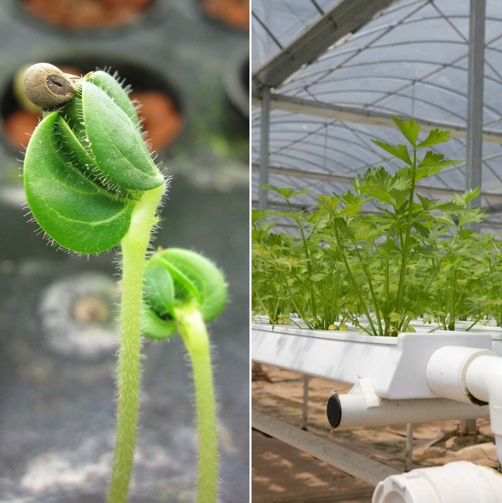 The NFT hydroponic organic production system.