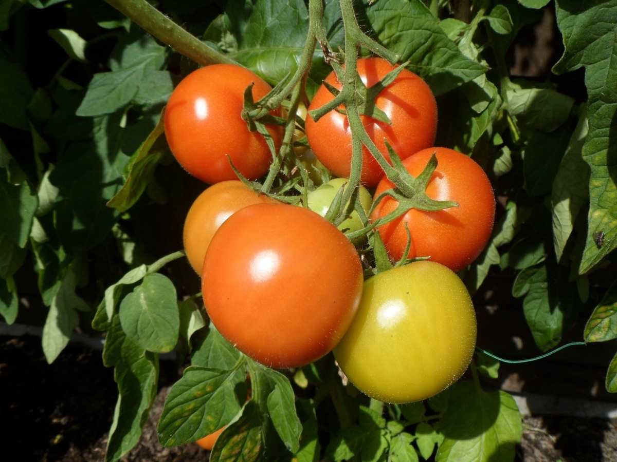 Una guía para cultivar tomates de forma orgánica.