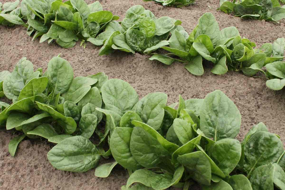 Weed management in organic Spinach farming.