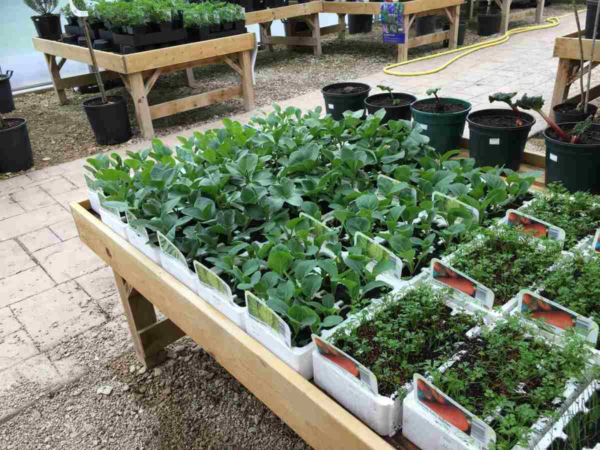 A guide to vegetable crops nursery.