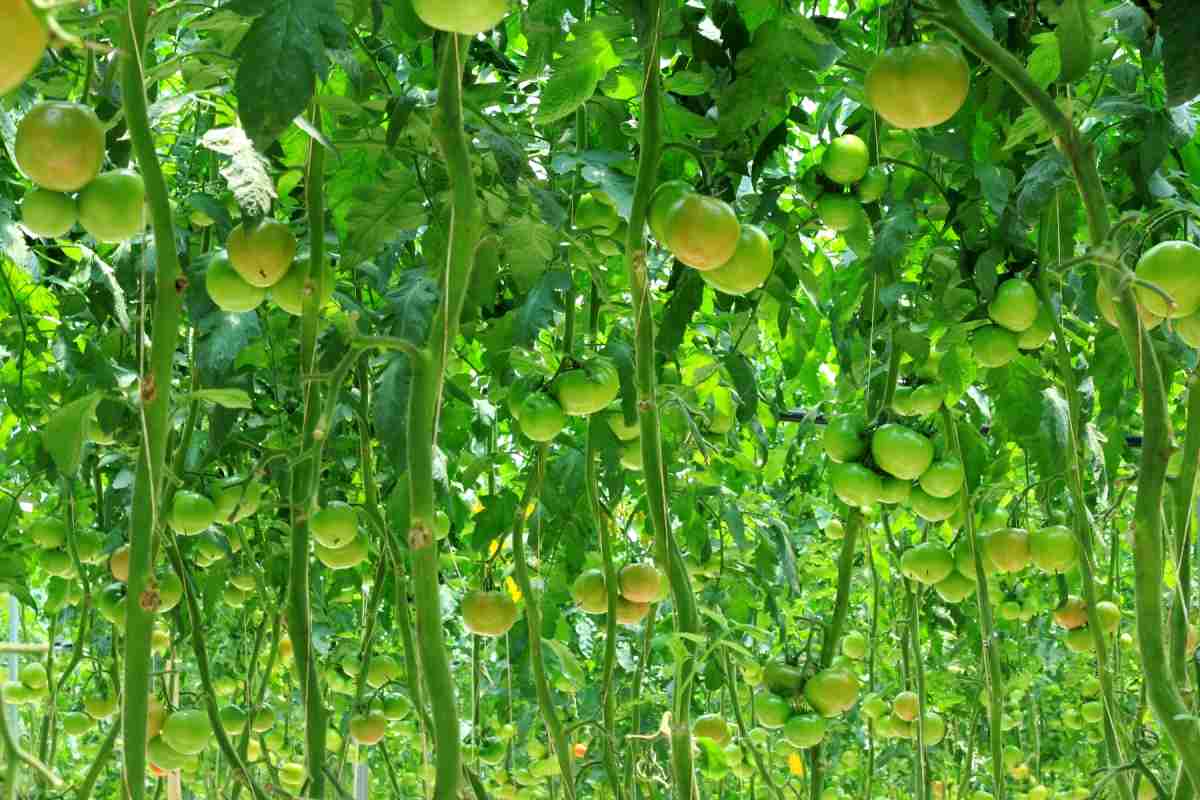 Distancia de plantación de tomate.