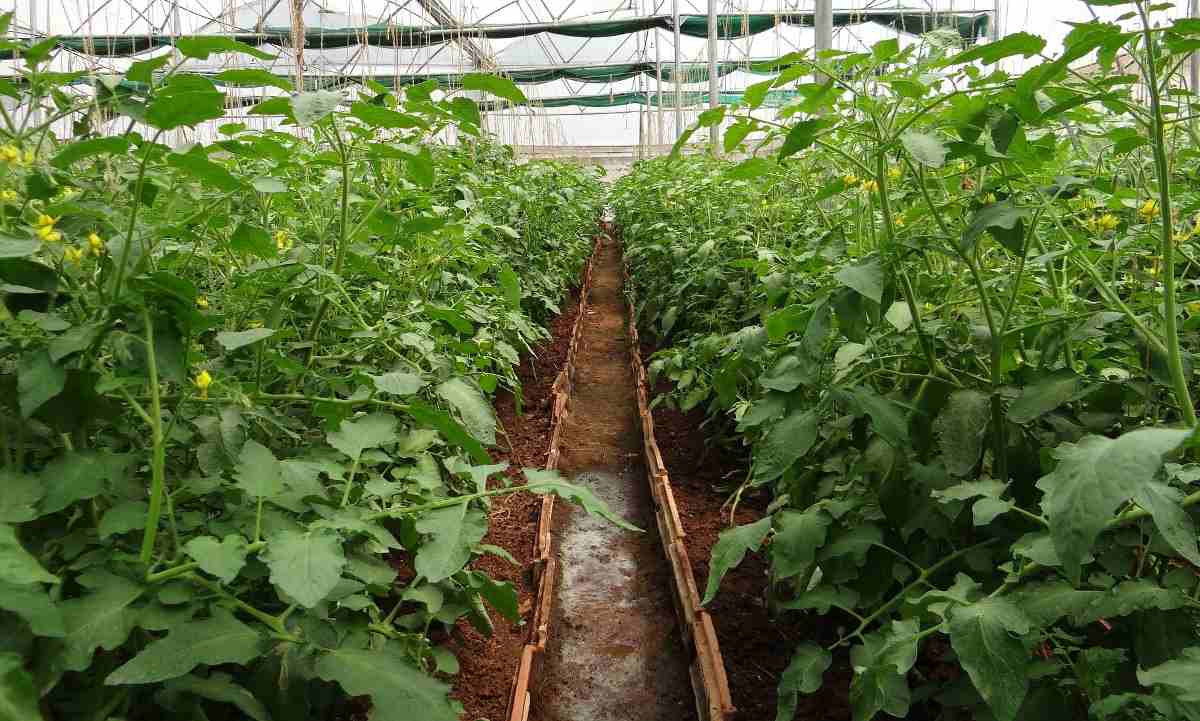 Plantación de tomate.