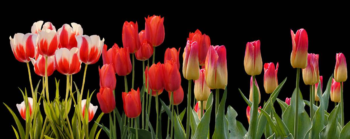 Tulip plant care.