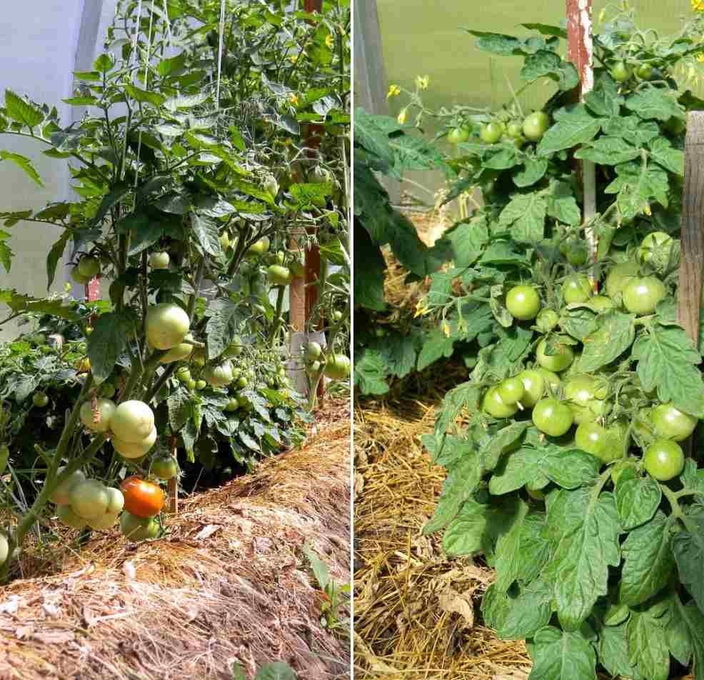 A guide to mulching tomato plants.
