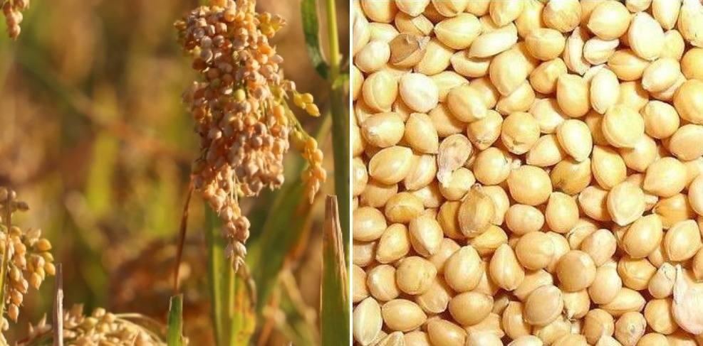 A guide to Proso millet farming.