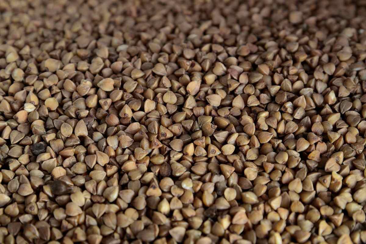 Buckwheat grain.