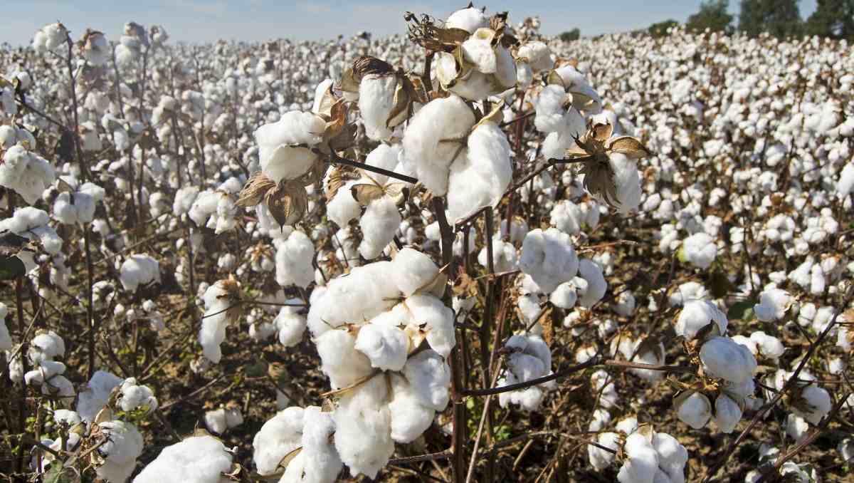 Cotton Crop.