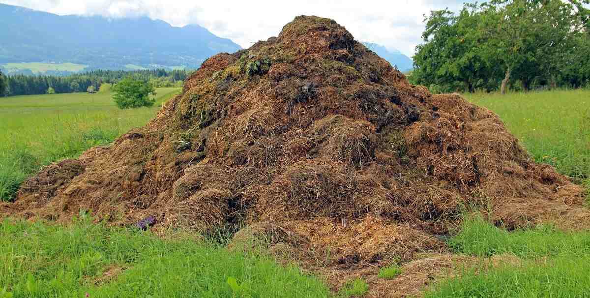 A guide to making compost manure with cow dung.