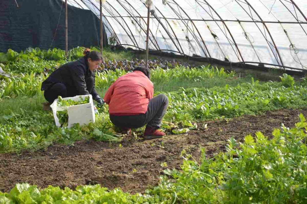 Introducción al cultivo de hortalizas en invernadero. | El Blog del