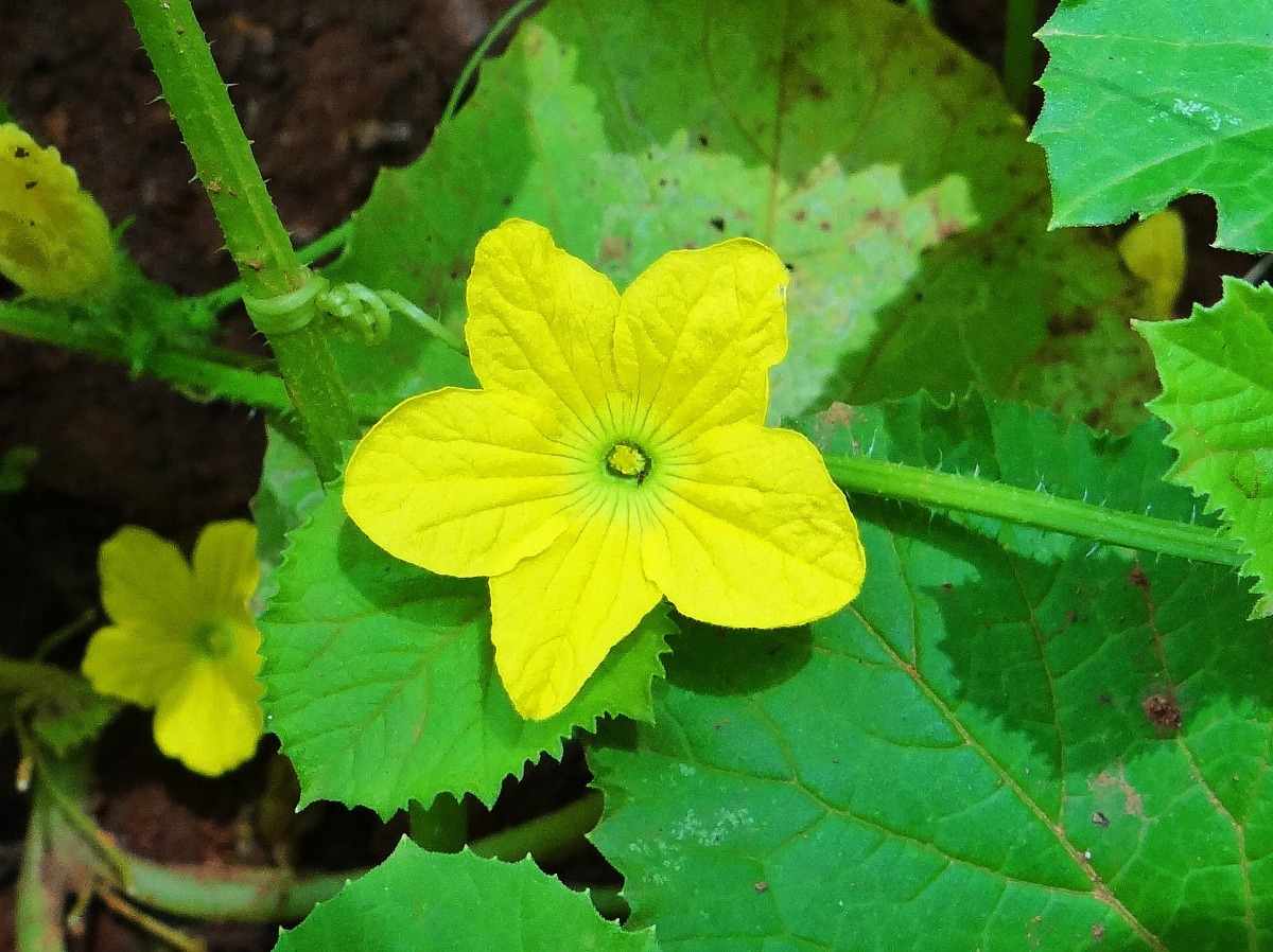 Male and Female Flowers in Plants (in Vegetables) | Agri Farming