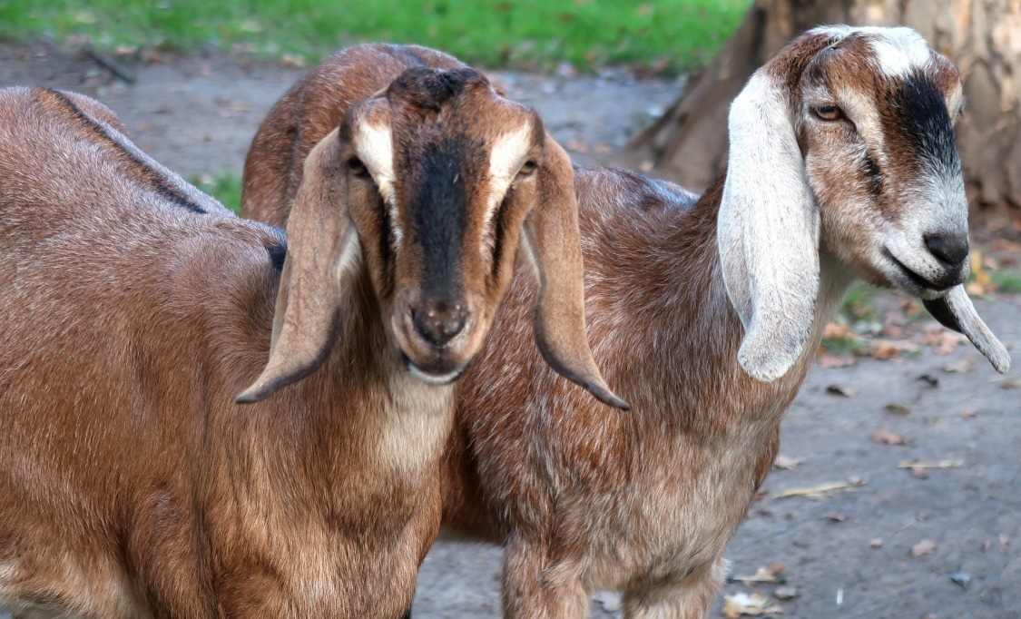 Importance of goat farming.