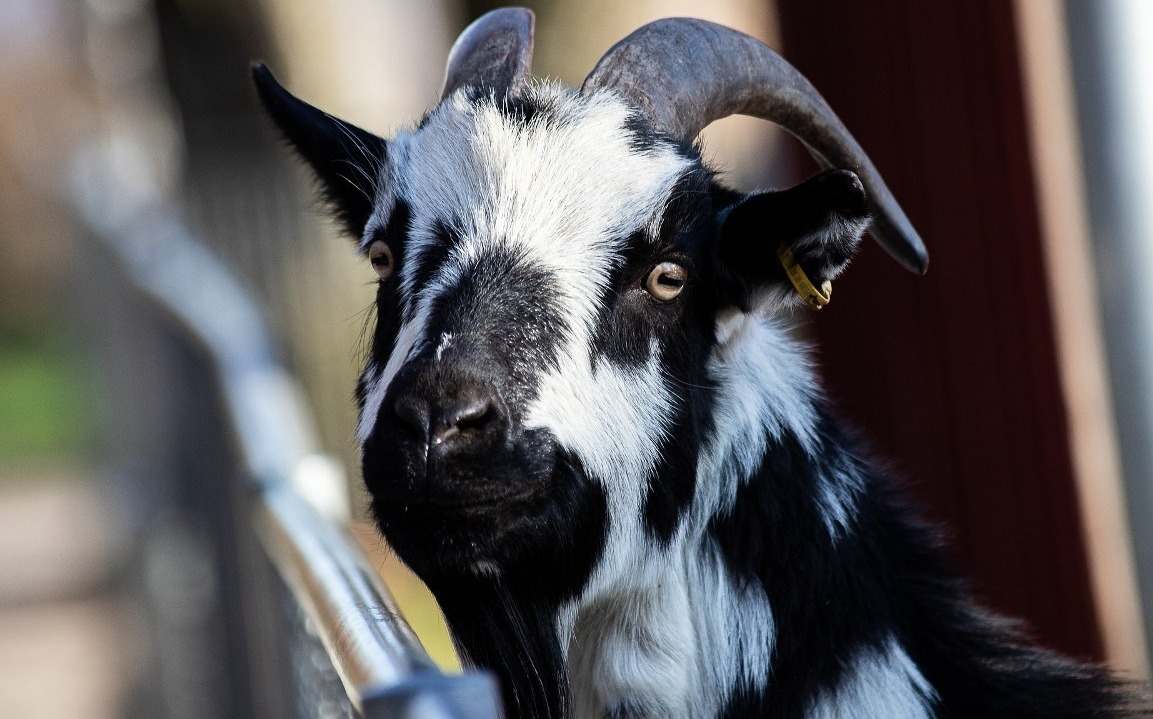Profits In Goat Farming Business.