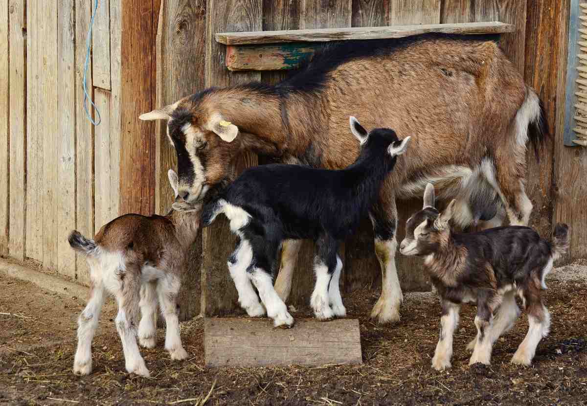 A guide to raising Goats in the backyard.