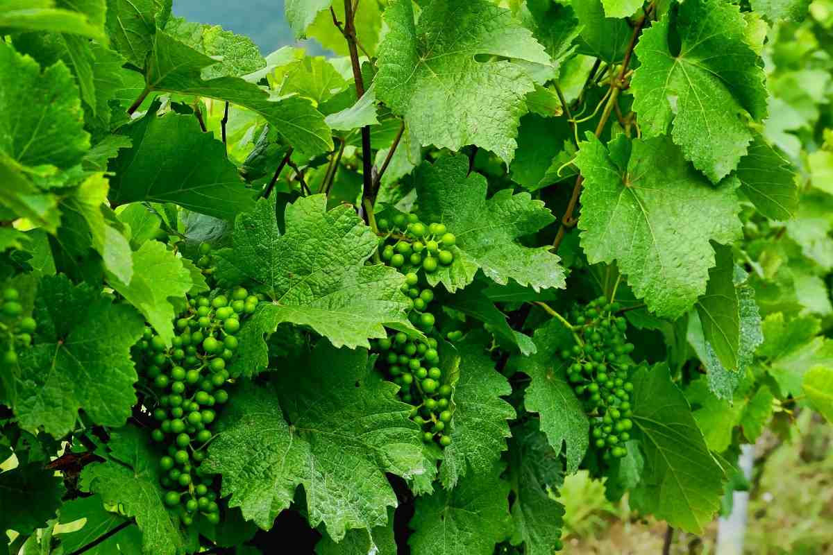 A guide to organic Grapes farming.
