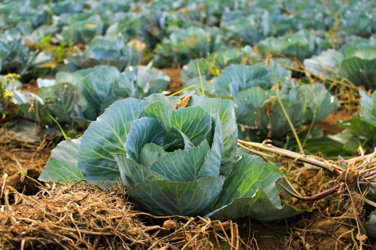 Winter season Cabbage.