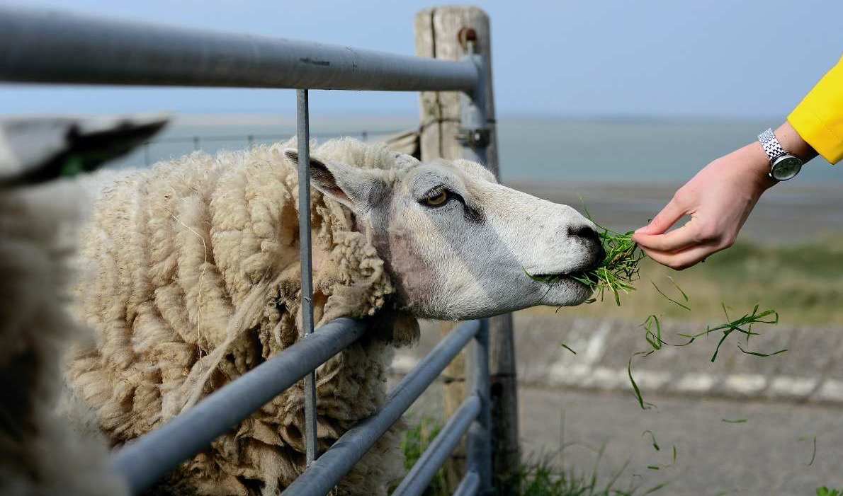 The importance of proper nutrition for sheep.