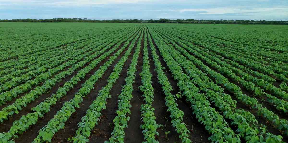 Soybean crop.
