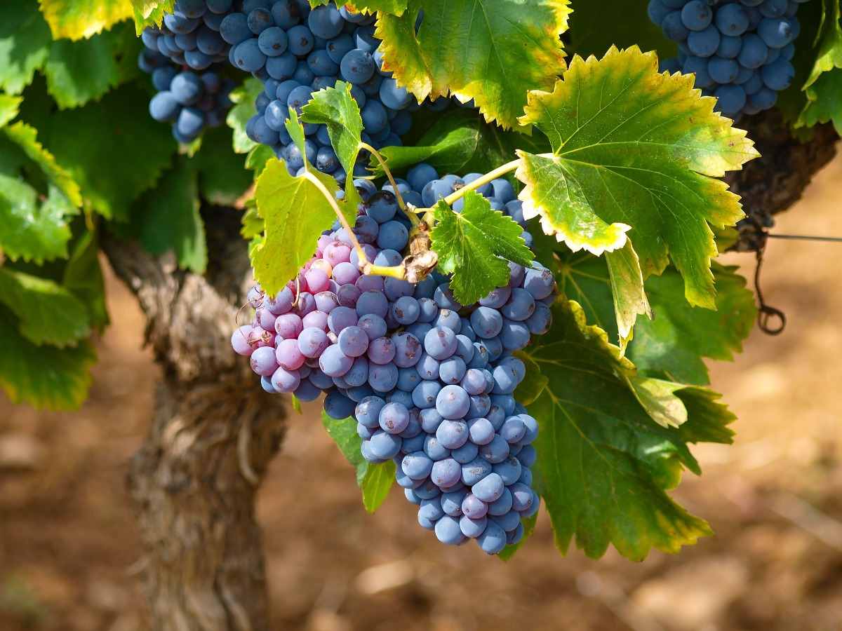 Site selection for organic Grape farming.
