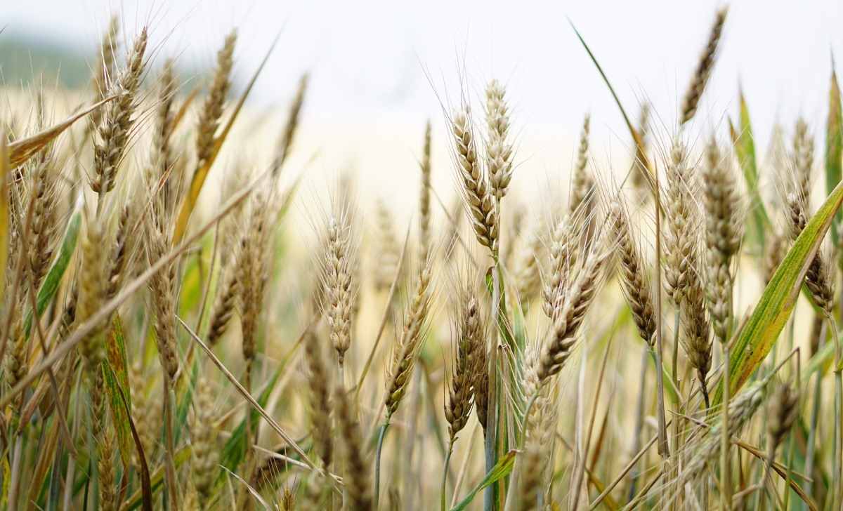 Wheat Crop.
