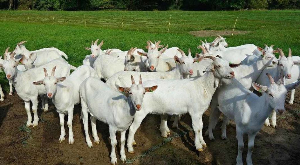 goat farming business plan in india
