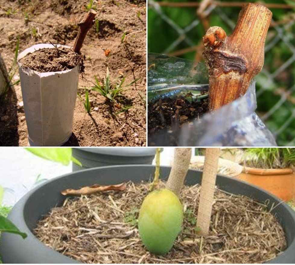 A guide to Grafting of fruit trees.