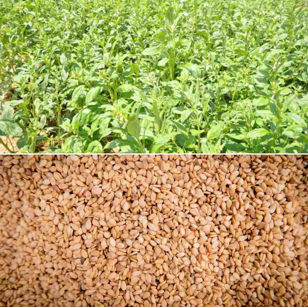 A guide to organic Sesame cultivation practices