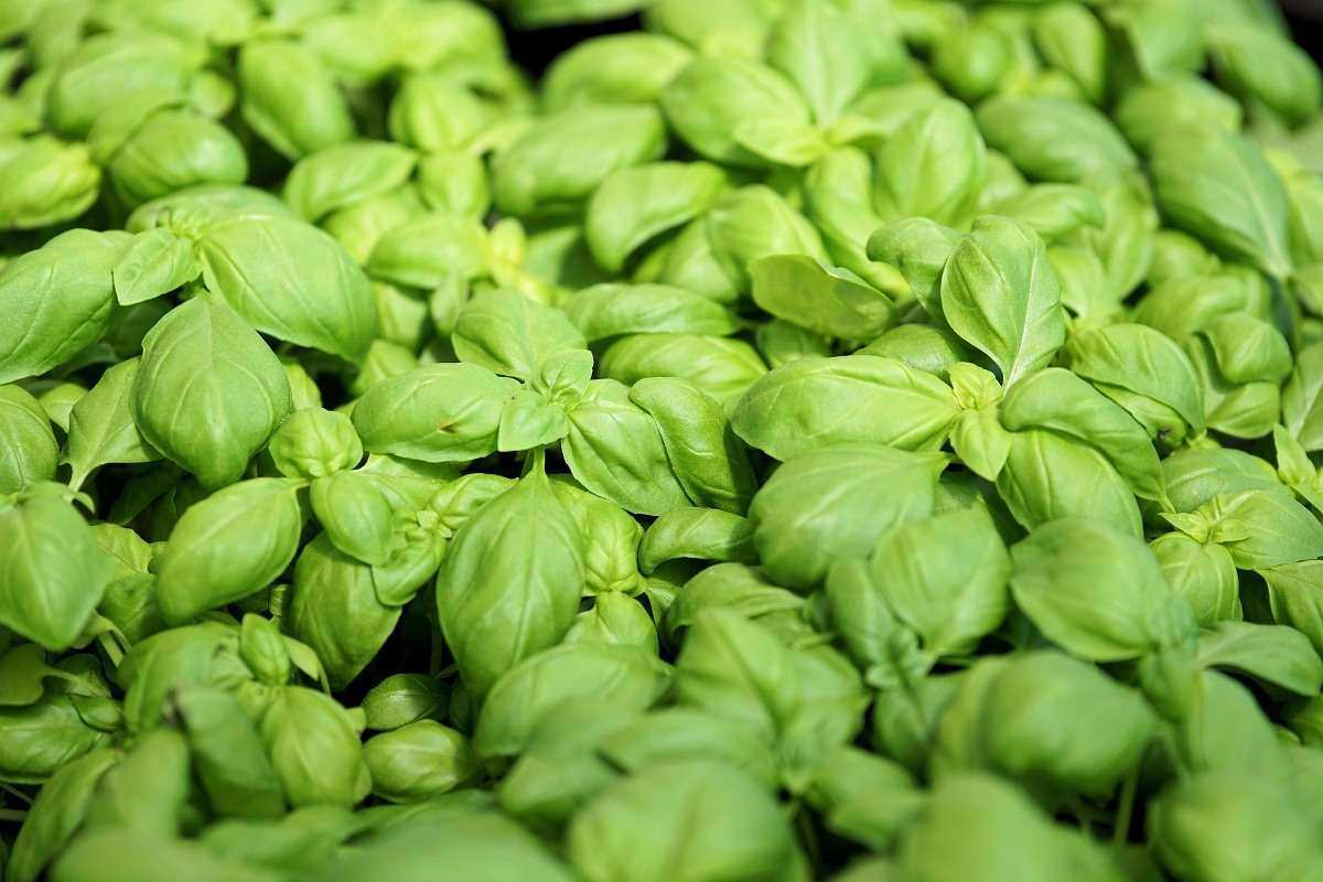 Guide to Hydroponic Basil Farming.
